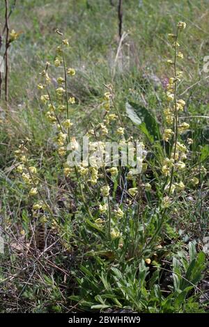 Hesperis laciniata, Violet di Cut-Leaved Dame. Pianta selvatica sparato in primavera. Foto Stock