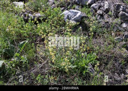 Hesperis laciniata, Violet di Cut-Leaved Dame. Pianta selvatica sparato in primavera. Foto Stock