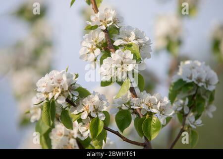 fiori di mela bianchi sui rami dell'albero di mela Foto Stock
