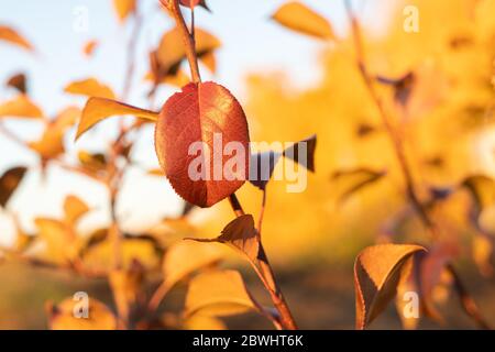 Foglie di arancio d'autunno nel bosco al tramonto in giardino. Foto Stock