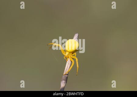 Primo piano Yellow Crab Spider, Misumena vatia su branch rilascia cobwebs. Foto Stock