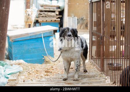 I cani senza tetto nel riparo si siedono all'aperto sulla catena. Foto Stock