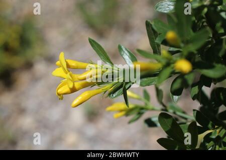 Gelsomino frutticani, gelsomino selvatico. Pianta selvatica sparato in primavera. Foto Stock