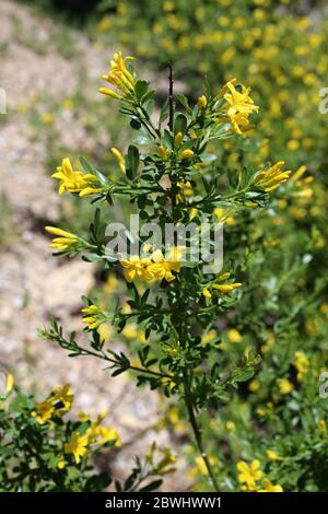 Gelsomino frutticani, gelsomino selvatico. Pianta selvatica sparato in primavera. Foto Stock