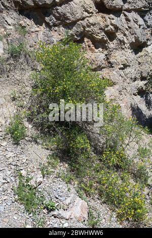 Gelsomino frutticani, gelsomino selvatico. Pianta selvatica sparato in primavera. Foto Stock