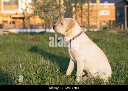 Labrador retriever cane all'aperto in primavera su sfondo sfocato casa. Foto Stock