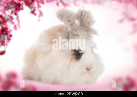 Angora inglese di fronte a sfondo bianco Foto Stock