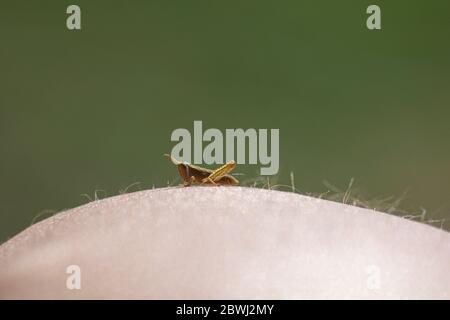 Macro o closeup grasshoper cub macro fotografia seduta sul corpo umano. Foto Stock