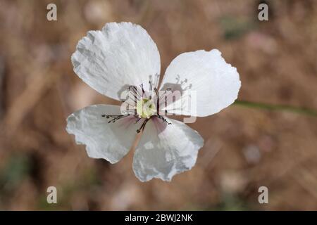 Papaver dubium, papavero a testa lunga. Pianta selvatica sparato in primavera. Foto Stock