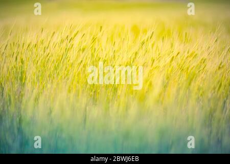Campo di grano verde primo piano. Agricoltura paesaggio naturale, prato di grano fresco Foto Stock
