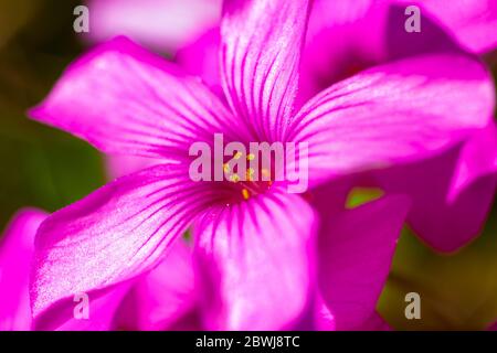 Macro Foto di Geranium Flower Rosa & lucentro Foto Stock