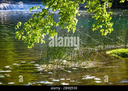 Approccio verde al fiume Vipava sul bordo del fiume Vipava vicino a Miren in Slovenia Foto Stock