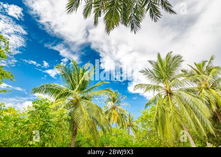 Palme con cielo blu. Motivi tropicali della natura, foglie di palma verdi con cielo blu e nuvole. Natura esotica Foto Stock