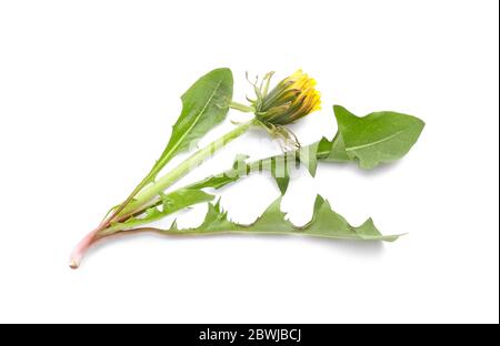 Pianta di dente di leone fresco su sfondo bianco Foto Stock