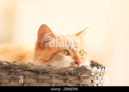 Simpatico gatto divertente in cesto di vimini a casa Foto Stock