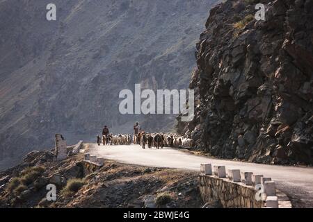 Pastore e capre su Karakoram Highway, Indo Valley, Karakoram montagna, Gilgit-Baltistan Provincia, aree del Nord, Pakistan, Asia del Sud, Asia Foto Stock