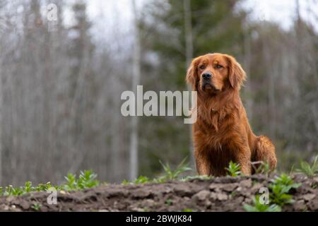 Golden Retriever cane seduto su una collina. Foto Stock