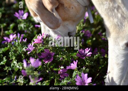 Divertente Labrador Retriever sniffing bellissimi fiori selvatici nel prato del mattino Foto Stock