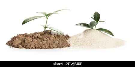 Cumuli di terreni diversi con piante giovani su sfondo bianco Foto Stock