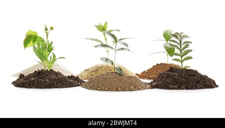 Cumuli di terreni diversi con piante giovani su sfondo bianco Foto Stock