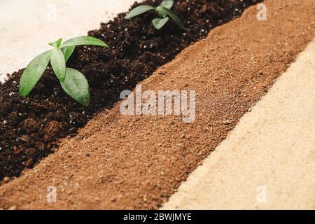 Tipi differenti di suolo con piante verdi, closeup Foto Stock