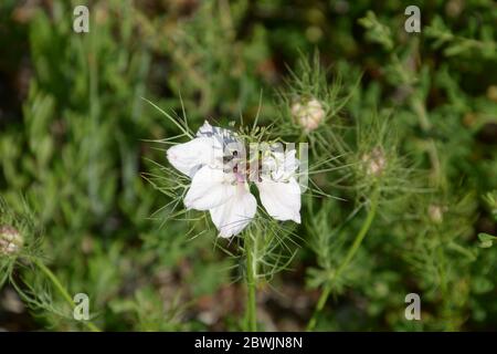 nigella damascena fiori bianchi vista laterale all'inizio dell'estate Foto Stock