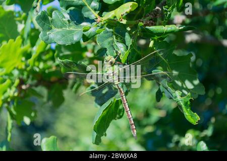 Un imperatore maschio Dragonfly (imperatore di Anax) che riposa e si nutre su un Oaktree inglese Foto Stock