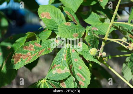 Infezione da blottch di foglia su un albero di castagno di cavallo causato dal fungo, Phyllossicta paviae. Foto Stock