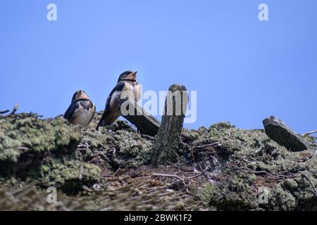 Due giovani fienili (Hirundo rustica) su un tetto di paglia in attesa di cibo contro il cielo blu, grande spazio di copia, fuoco selezionato Foto Stock