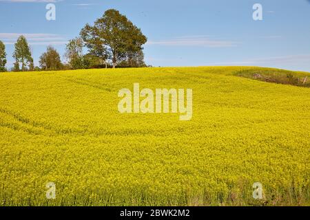 Campo di colza in fiore. Svezia, Södermanland Foto Stock