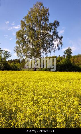 Campo di colza in fiore. Svezia, Södermanland Foto Stock