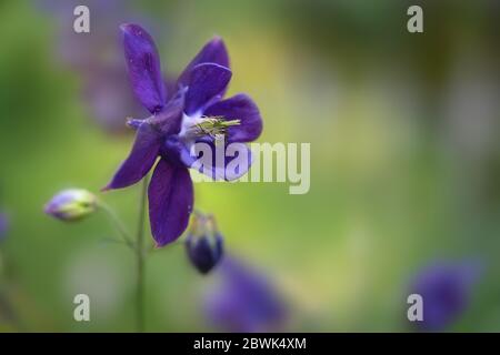 Fiore viola blu di colonna europea (Aquilegia vulgaris) fiorente nel giardino, sfondo verde con spazio di copia, fuoco selezionato, profondità stretta o Foto Stock