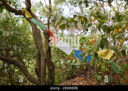 Bandiere di preghiera tibetane intemperie tra alberi. Al tempio di Nantputuo, Xiamen Foto Stock