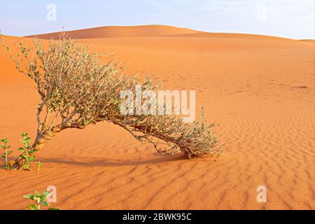 Una pianta arbusto crescente su un deserto arido e arido. Sopravvivenza e adattamento delle piante. Foto Stock