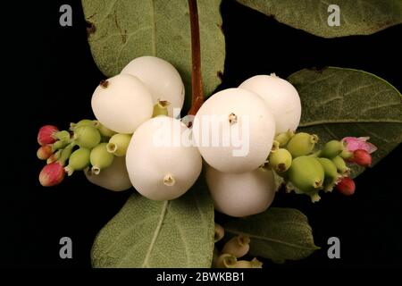 Snowberry (Symphoricarpos albus). Chiudiporta di Infruttescence Foto Stock