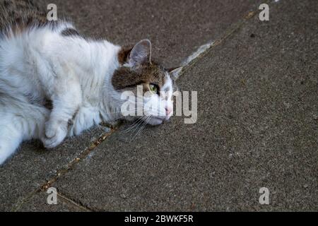 Londra, Regno Unito. 2 Giugno 2020. Larry The Downing Street Cat at 10 Downing Street, London Credit: Ian Davidson/Alamy Live News Foto Stock