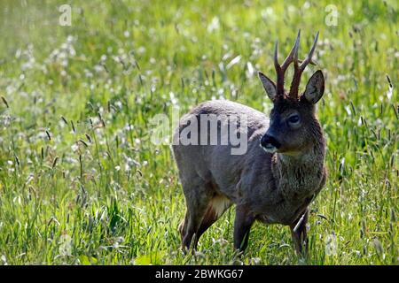 Capriolo maschile che pascolano nel prato al sole di primavera Foto Stock