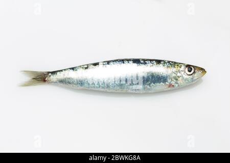 La sardina è un pesce che si trova facilmente nei pescivendoli, è pescato di solito nel Mar Mediterraneo ed è comune nella dieta mediterranea, sano Foto Stock