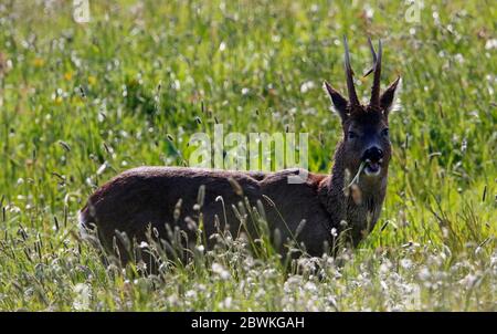 Capriolo maschile che pascolano nel prato al sole di primavera Foto Stock