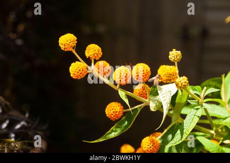 La Buddleia globosa ( Golden Ball ) che crescono in un giardino in Fife, Scozia. Foto Stock