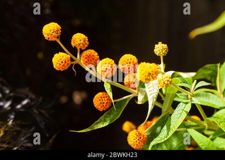 La Buddleia globosa ( Golden Ball ) che crescono in un giardino in Fife, Scozia. Foto Stock