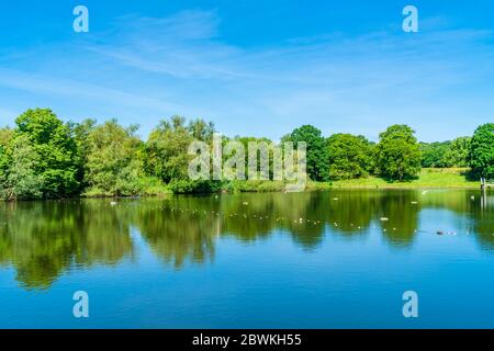 Un laghetto di balneazione nel parco Hampstead Heath nel nord-ovest di Londra. REGNO UNITO Foto Stock