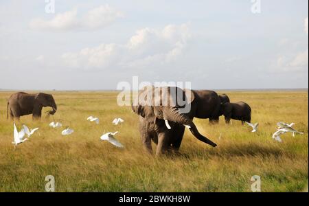 Elefanti A Amboseli Nationalpark, Kenya, Africa . Foto Stock