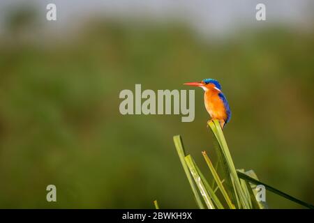 Il kingfisher di malachite (Alcedo cristata, cristatus di Corythornis), arroccato su un gambo di canna in una palude africana, Gambia, Karafunka Foto Stock