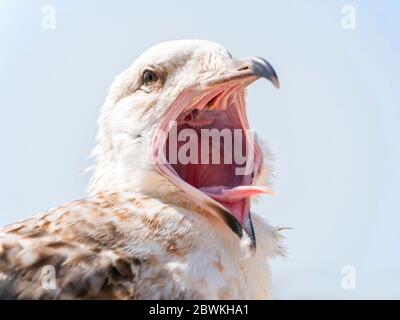 Gabbiano di aringa (Larus argentatus), immaturo con il suo becco aperto, urlante, Paesi Bassi, Texel Foto Stock