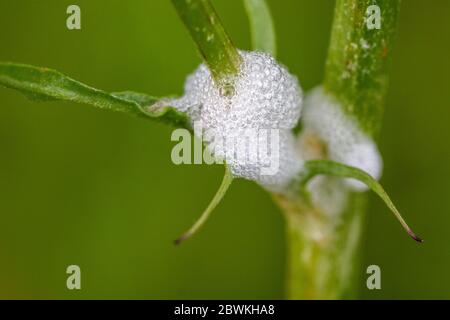 Prato Froghopper, cuculo spit (Philaenus spumarius), schiuma nido, Germania Foto Stock