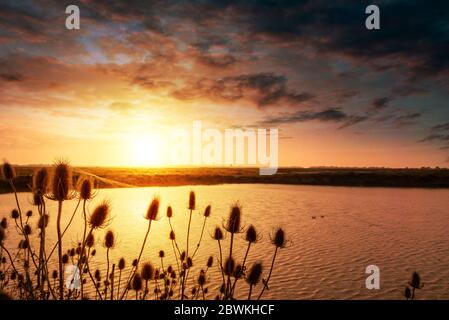Thistles e saline paesaggio al tramonto vicino Guerande, Francia Foto Stock