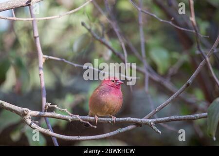 Senegal rosso-fattura fiefinch (Lagonosticta senegala) guardando in giù arroccato su un ramo di albero in Mozambico Foto Stock