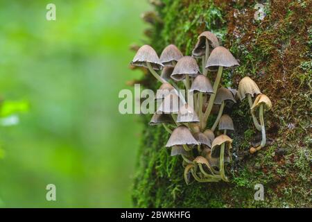 Bonnet in un tronco d'albero, Germania Foto Stock