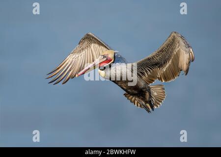 Pellicano bruno (Pecanus occidentalis), in volo, Stati Uniti, California, San Diego County Foto Stock